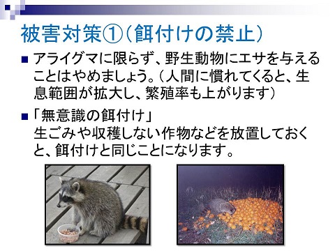 被害対策1(餌付けの禁止)アライグマに限らず、野生動物にエサを与えることはやめましょう。(人間に慣れてくると、生息範囲が拡大し、繁殖率もあがります。)無意識の餌付け。生ごみや収穫しない作物などを放置しておくと、餌付けと同じことになります。