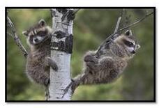 特徴。手が器用で木登りがうまいため、柵を越えて、農地や建物に侵入しきます。するどいキバや爪を持ち、個体によっては気性が荒く、噛みついたり引っかいたりします。