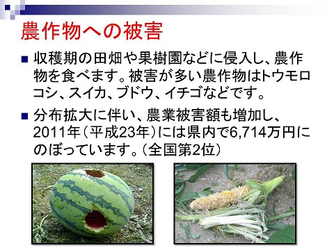 農作物への被害。収穫期の田畑や果樹園などに侵入し、農作物を食べます。被害が多い農作物はトウモロコシ、スイカ、ブドウ、イチゴなどです。分布拡大に伴い、農業被害額も増加し、2011年には、県内で6714万円にのぼっています。(全国第2位)