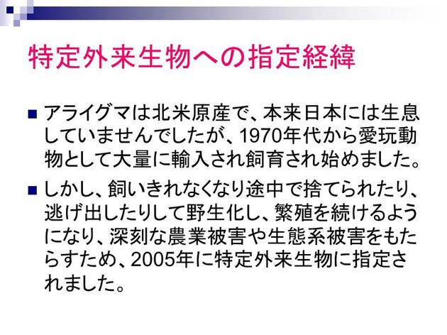 特定外来生物への指定経緯。アライグマは北米原産。日本には生息していませんでしたが、1970年代から愛玩動物として大量に輸入・飼育されました。しかし飼いきれなくなり捨てられたり、逃げ出したりして野生化。深刻な農業被害や生態系被害をもたらすため、2005年に特定外来性粒に指定されました。