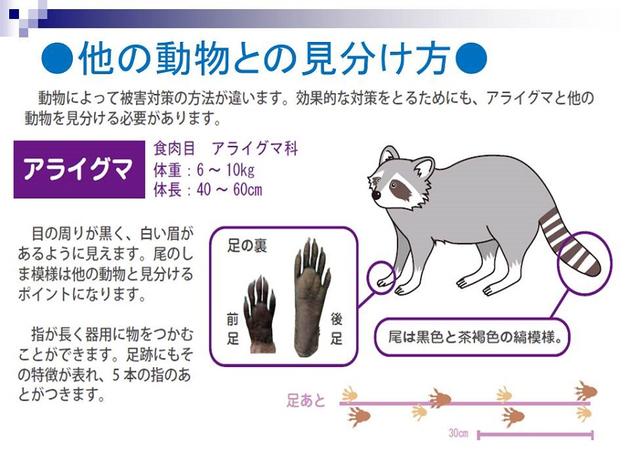 動物毎に被害対策は違います。効果的な対策をとるためにも、アライグマと他の動物を見分ける必要があります。目の周りが黒く、白い眉があるように見えます。尾の縞模様は他の動物と見分けるポイントになります。指が長く器用に物をつかむことができます。足跡にもその特徴が表れ、5本の指のあとがつきます。