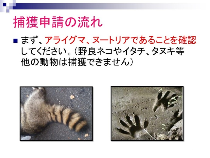 捕獲申請の流れ。まず、アライグマまたはヌートリアであることを確認してください。(野良ネコやイタチ、タヌキなどの在来動物は捕獲できません。)