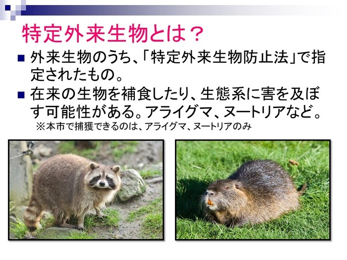 写真:特定外来生物とは、外来生物のうち、特定外来生物法で指定されたもの。在来の生物を捕食したり、生態系に害を及ぼす可能性がある、アライグマ、ヌートリアなど