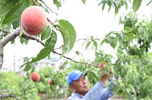 令和3年 桃の収穫