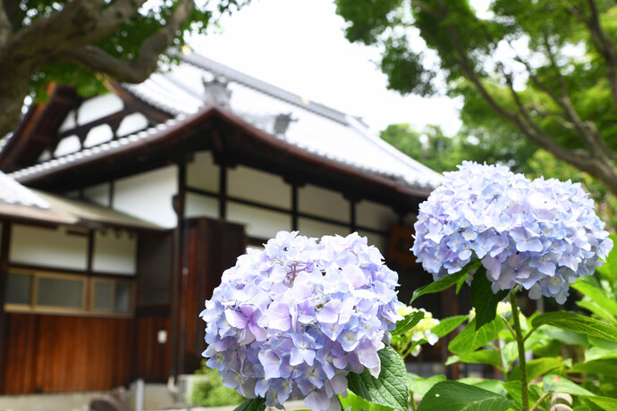 あじさい寺 色づいたアジサイが咲き誇る